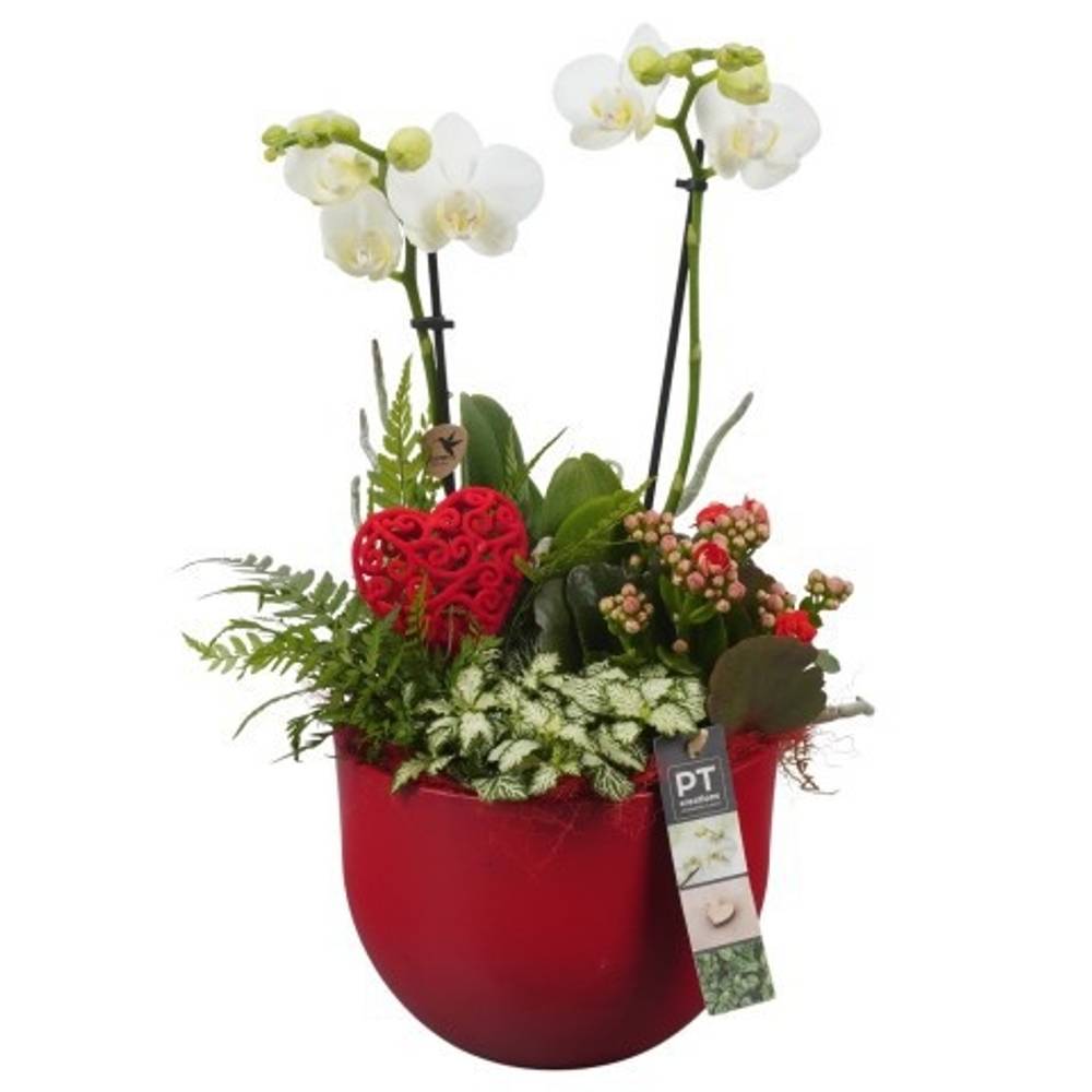 Phal.Arr PTVMB2207 T19 H045