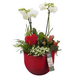 Phal.Arr PTVMB2207 T19 H045