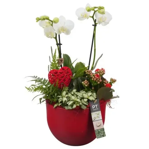 Phal.Arr PTVMB2207 T19 H045