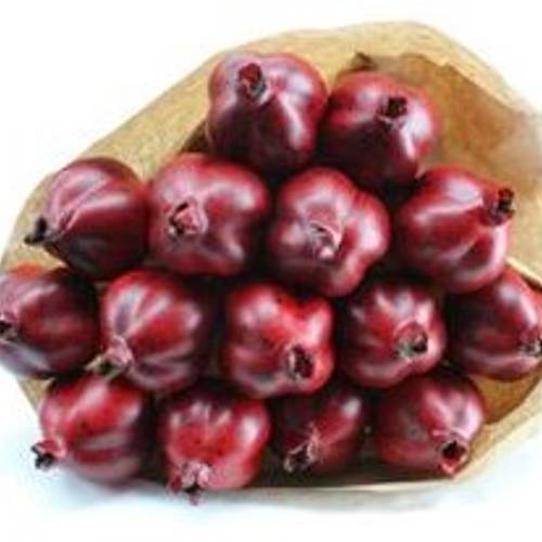 Trocken Granaat rot L55cm x15