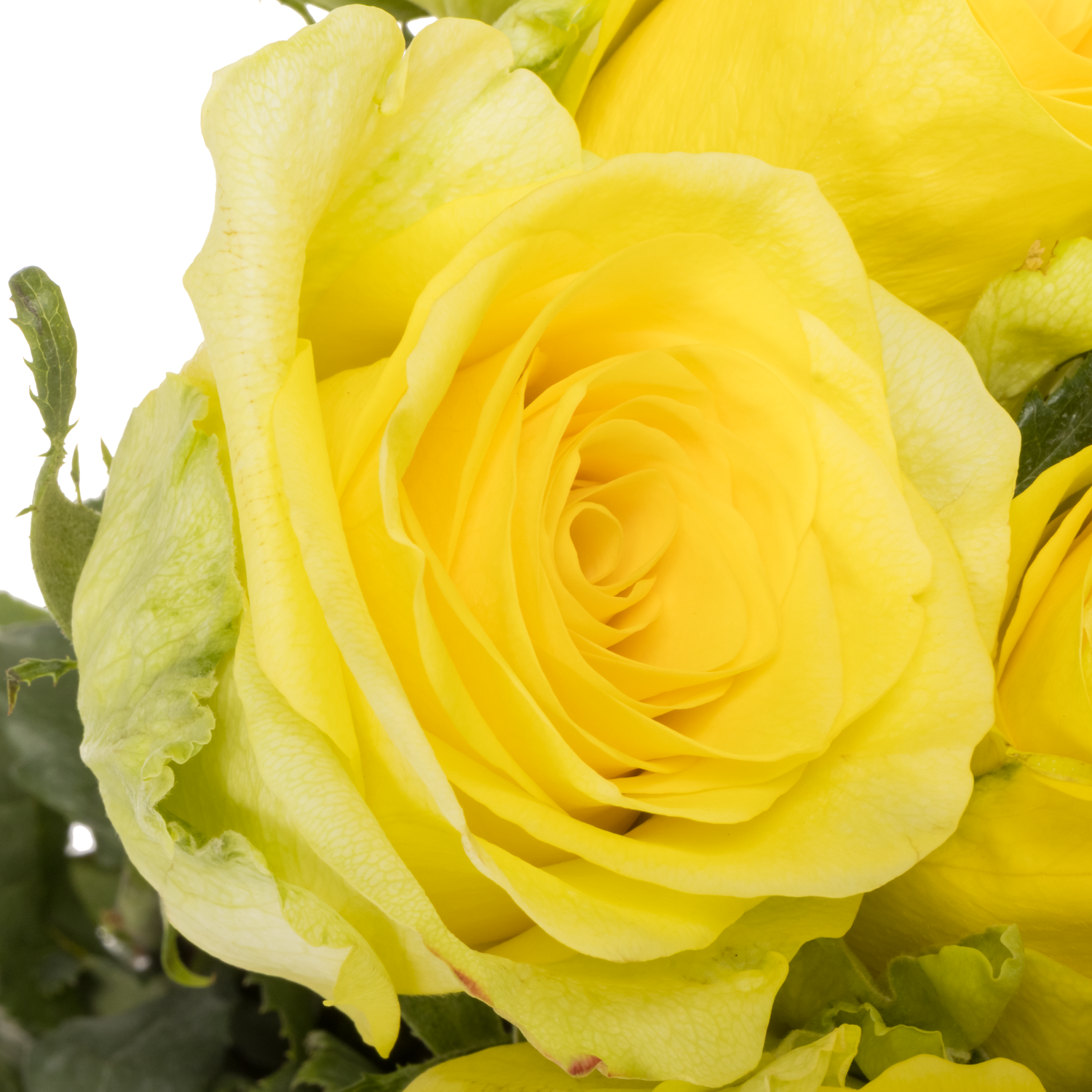 Rose hell gelb Gold Play 40cm