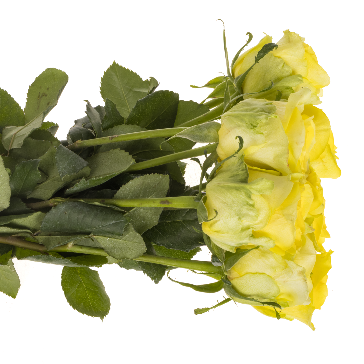 Rose hell gelb Gold Play 40cm