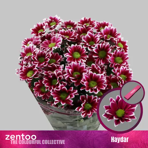 Chrys.Tros fuchsia/weiss-fuchsia/weiss Hardwell 75 Gramm 70cm
