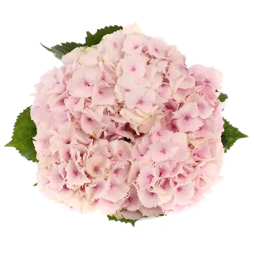Hortensie hell rosa Emerald Bol 17cm 60cm