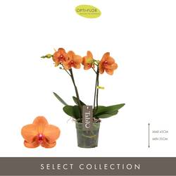 Phal.2-R Tablo T12 H40 Amaretto