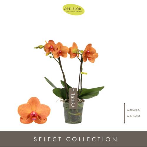 Phal.2-R Tablo T12 H40 Amaretto