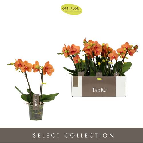 Phal.2-R Tablo T12 H40 Amaretto