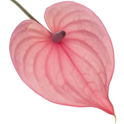 Anthurium hell rosa Bellanca Blüte 13cm