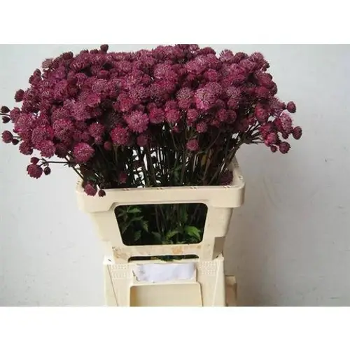 Astrantia weinrot Diamonds Red 60cm