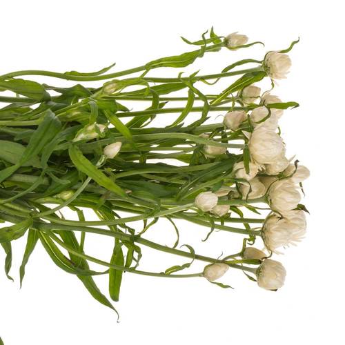 Helicrysum weiss 55cm