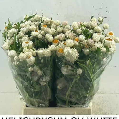 Helichrysum weiss 55cm