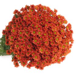 Santini orange Madiba 55cm 900 Gramm