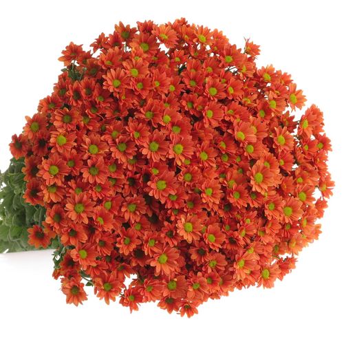 Santini orange Madiba 55cm 900 Gramm