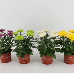 Chrys.mix Anastasia T15 H033