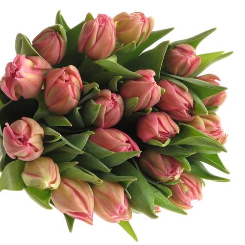 Tulpe rosa doppel Oeral Triflor 36 Gramm