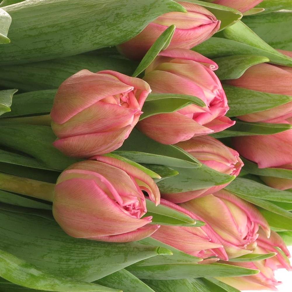 Tulpe rosa doppel Oeral Triflor 36 Gramm