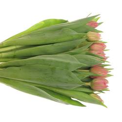 Tulpe rosa doppel Oeral Triflor 36 Gramm