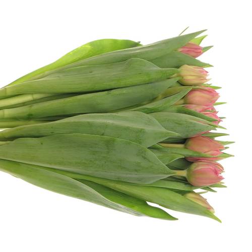 Tulpe rosa doppel Oeral Triflor 36 Gramm