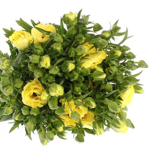 Ranunkel Butterfly gelb 55cm