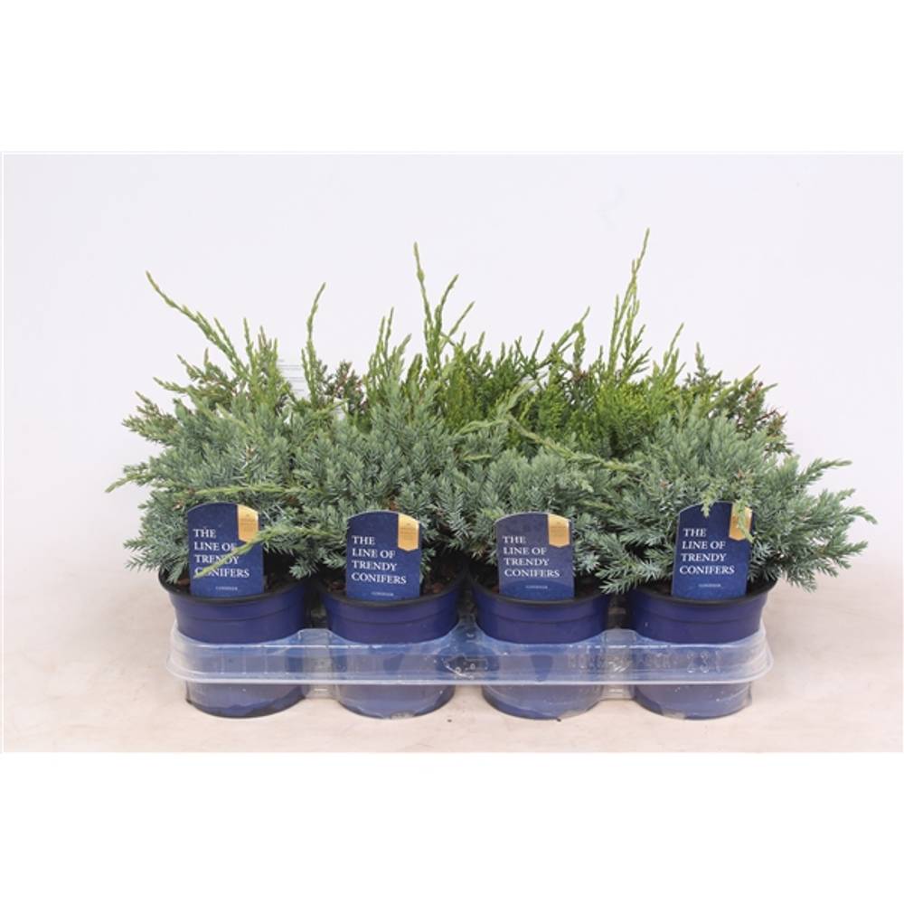 Juniperus mix    T11 H20