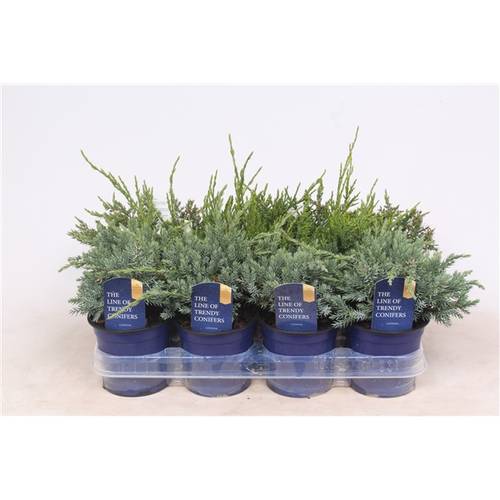 Juniperus mix    T11 H20