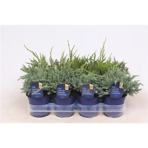 Juniperus mix    T11 H20