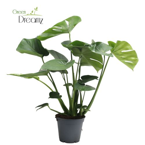 Monstera Deliciosa Tauerii T17 H60