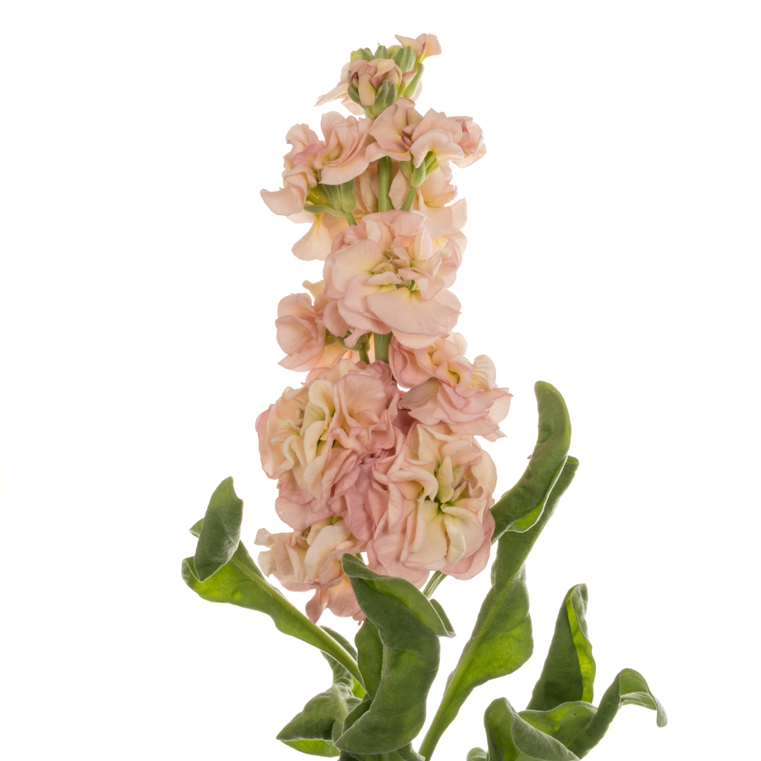 Levkoje apricot 48cm