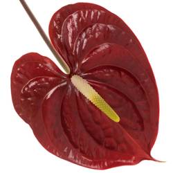 Anthurium braun Showtime Blüte 7cm