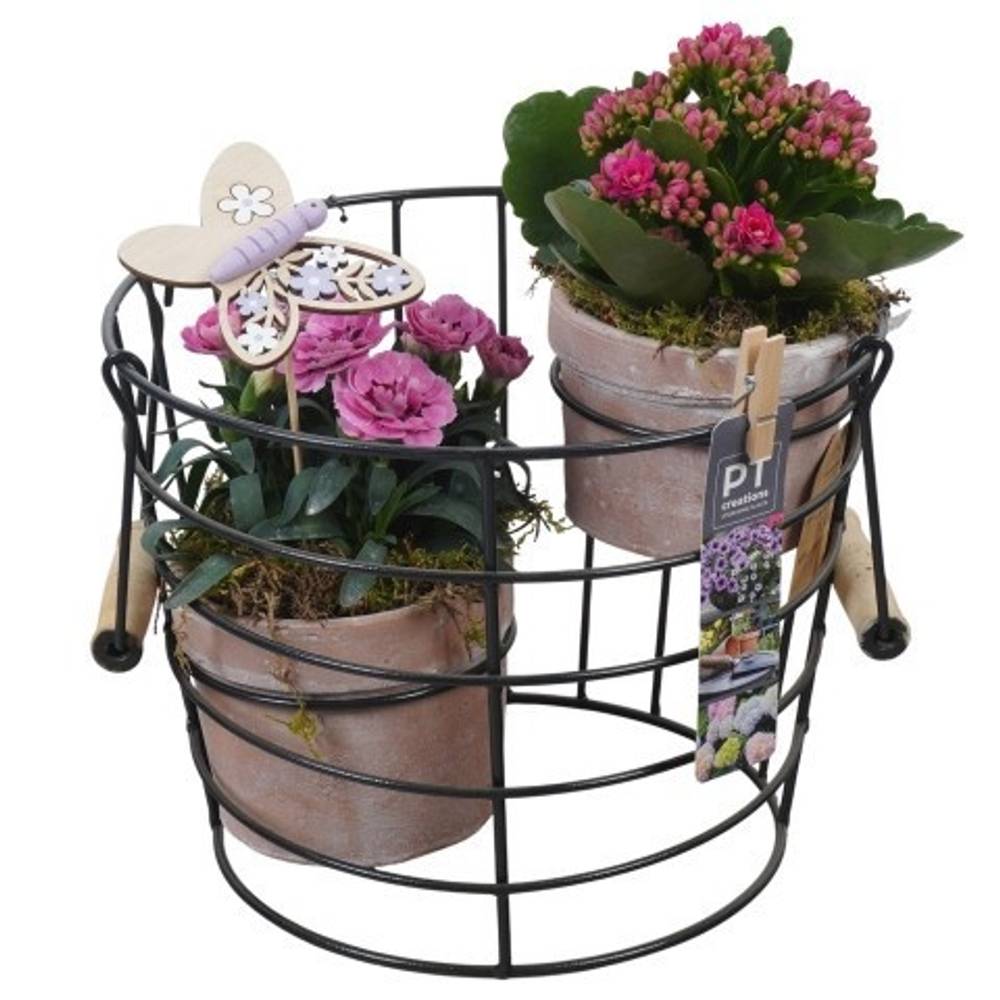 Garten.Arr PTPP6923 T23 H029