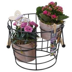 Garten.Arr PTPP6923 T23 H029