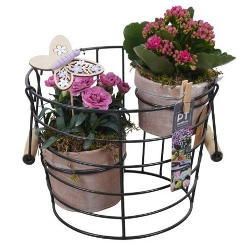 Garten.Arr PTPP6923 T23 H029