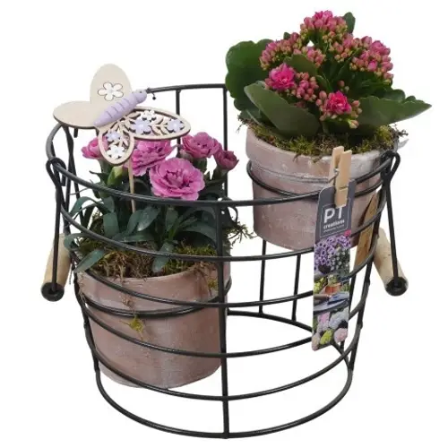 Garten.Arr PTPP6923 T23 H029
