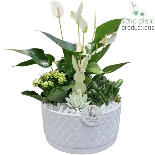 Anthurium.Arr AE004 Stella weiss Ostern T22 H042