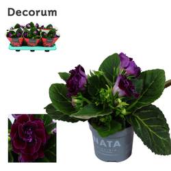 Gloxinia Sonata lila T12 H20