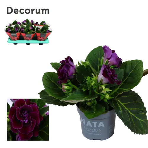 Gloxinia Sonata lila T12 H20