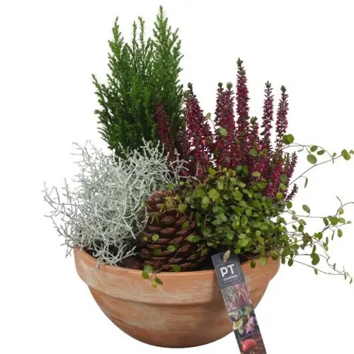 Garten.Arr PTHO4260 Herbst T23 H038