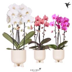 Phal.2-R mix Cascade im Gummy Übertopf T12 H050