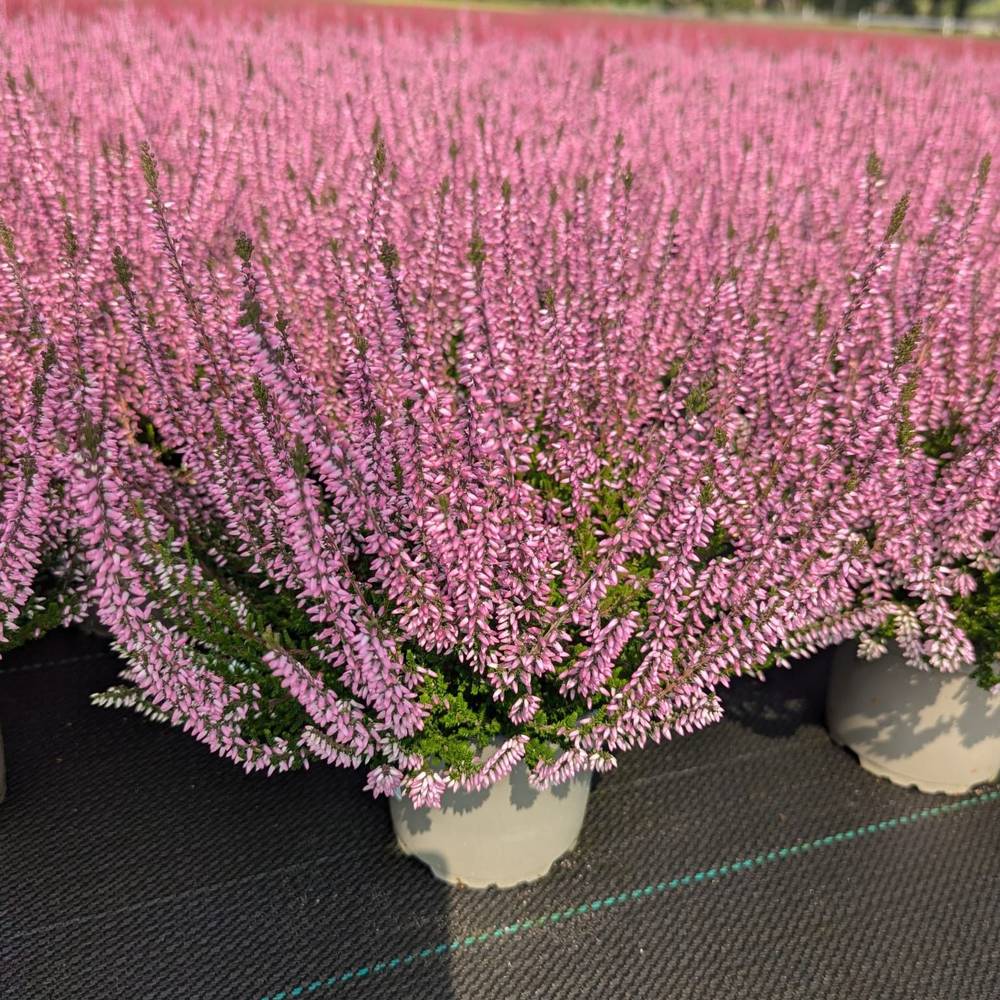 Calluna Garden Girls rosa T12 H025