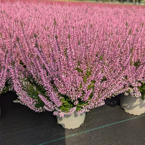 Calluna Garden Girls rosa T12 H025