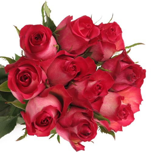 Rose lila/rot Nicoletta 60cm