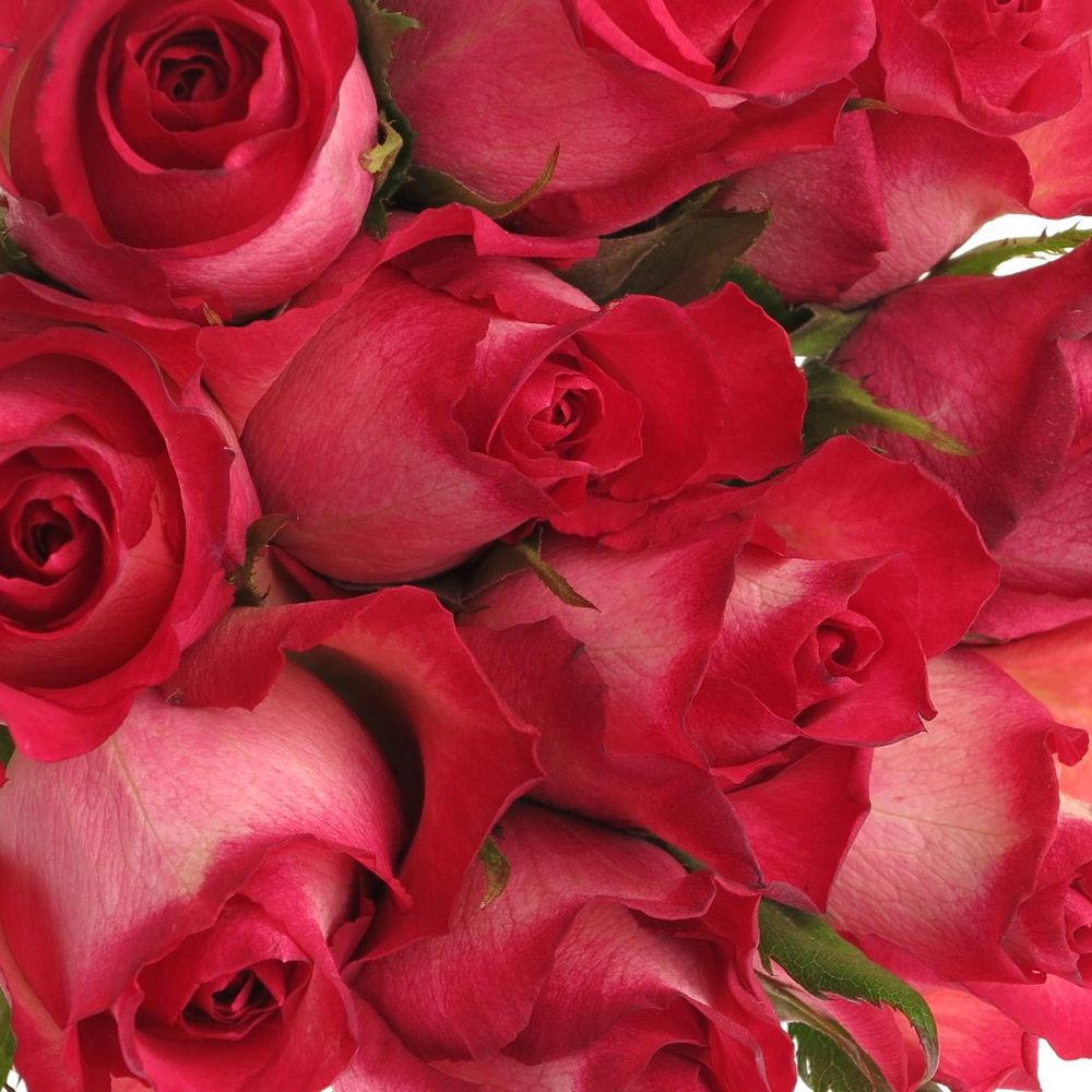 Rose lila/rot Nicoletta 60cm