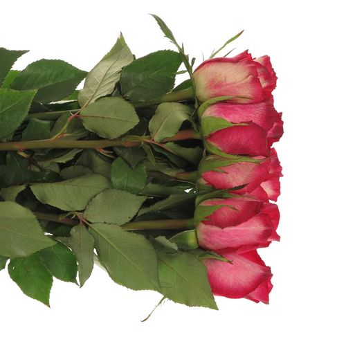 Rose lila/rot Nicoletta 60cm