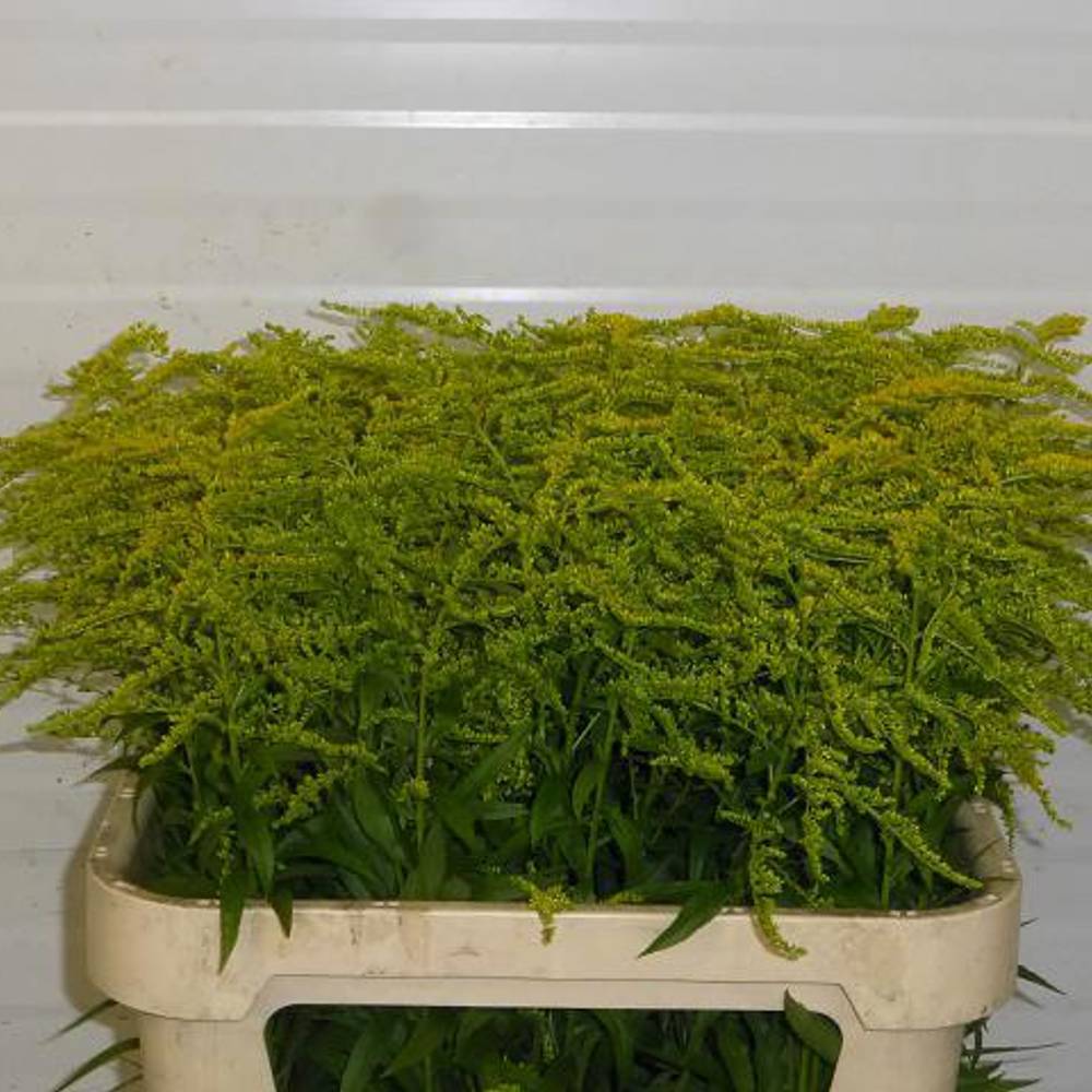 Solidago gelb Strahlenkrone 24 Gramm 80cm