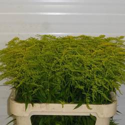 Solidago gelb Strahlenkrone 24 Gramm 80cm