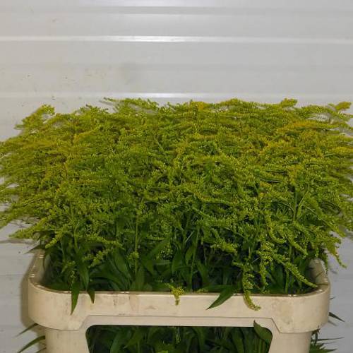 Solidago gelb Strahlenkrone 24 Gramm 80cm