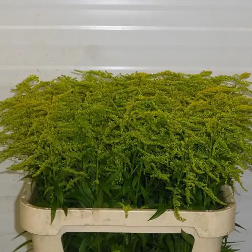 Solidago gelb Strahlenkrone 24 Gramm 80cm