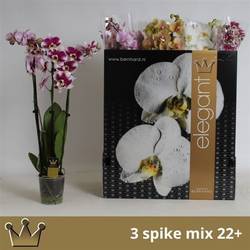 Phal.3-R mix T12 H070