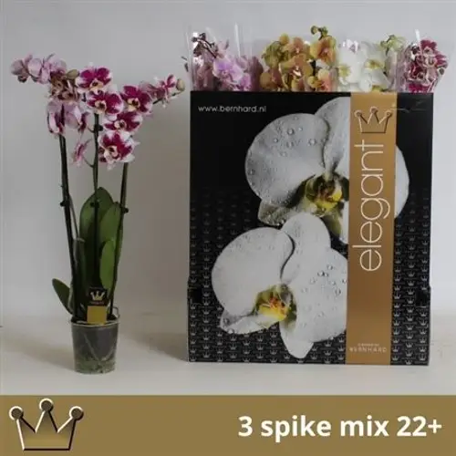 Phal.3-R mix T12 H070