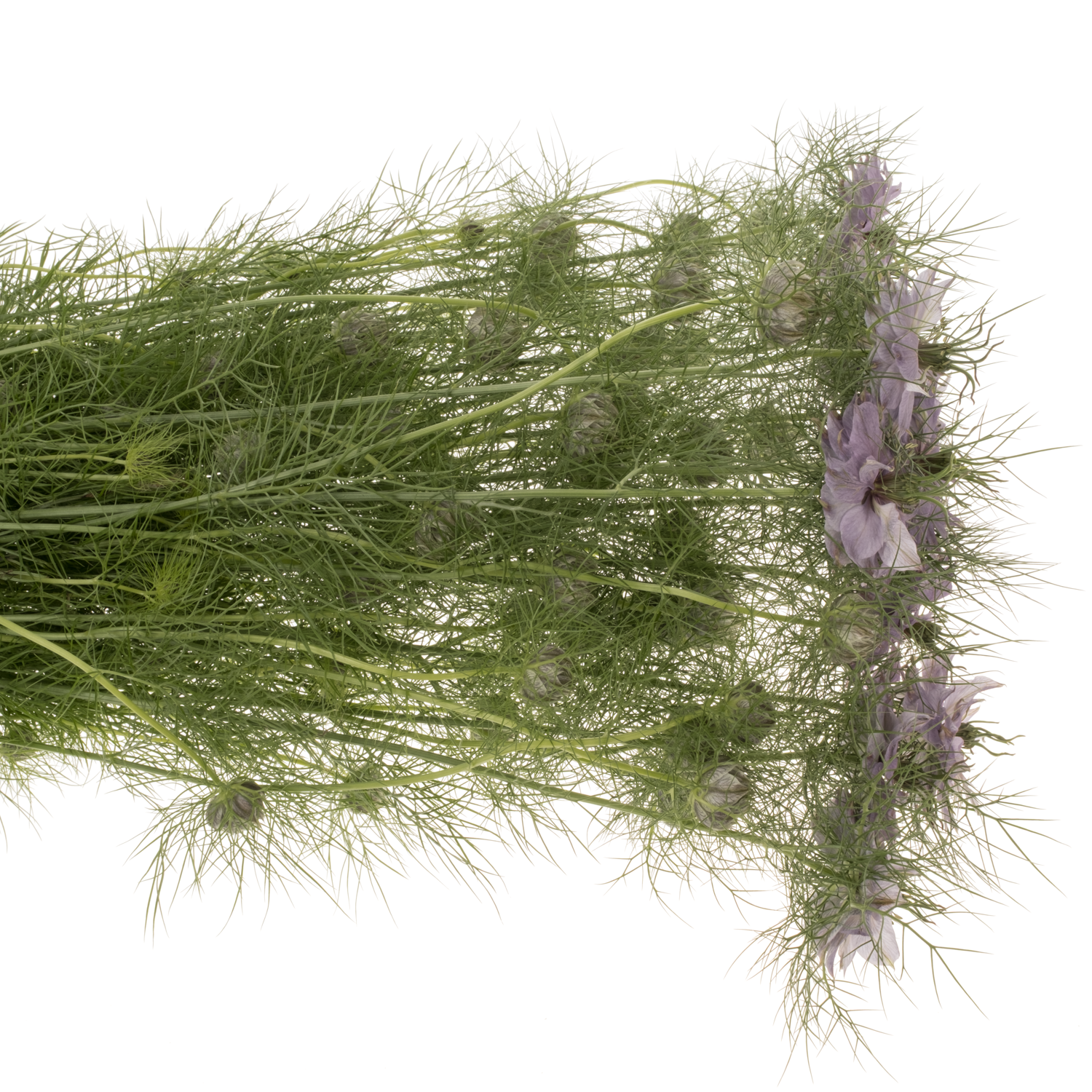 Nigella lila Bubble gum 75cm
